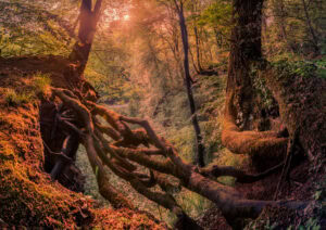 Fine-Art-Print Sonnenaufgang im Neandertal, Mettmann, mit magischer Lichtstimmung, erhältlich als hochwertiger Kunstdruck.
