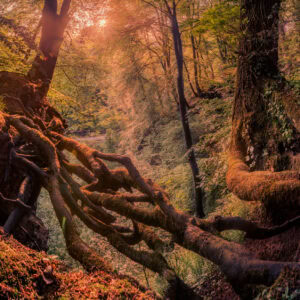 Fine-Art-Print Sonnenaufgang im Neandertal, Mettmann, mit magischer Lichtstimmung, erhältlich als hochwertiger Kunstdruck.