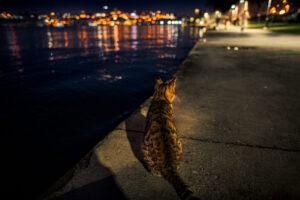Fine-Art-Print Katze am Wasser mit Stadtlichtern und Bokeh in Istanbul bei Nacht, erhältlich als hochwertiger Kunstdruck.
