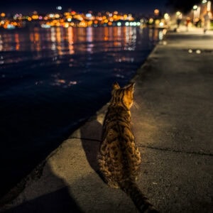 Fine-Art-Print Katze am Wasser mit Stadtlichtern und Bokeh in Istanbul bei Nacht, erhältlich als hochwertiger Kunstdruck.