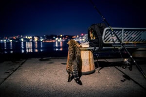 Fine Art Print einer nächtlichen Szene mit Katze am Wasser in Istanbul – hochwertiger Kunstdruck mit einzigartigem Bokeh-Licht.