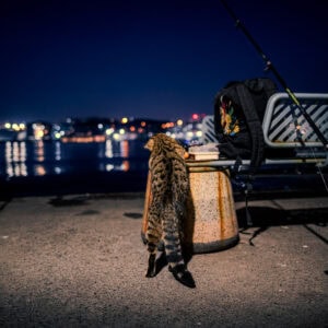 Fine Art Print einer nächtlichen Szene mit Katze am Wasser in Istanbul – hochwertiger Kunstdruck mit einzigartigem Bokeh-Licht.