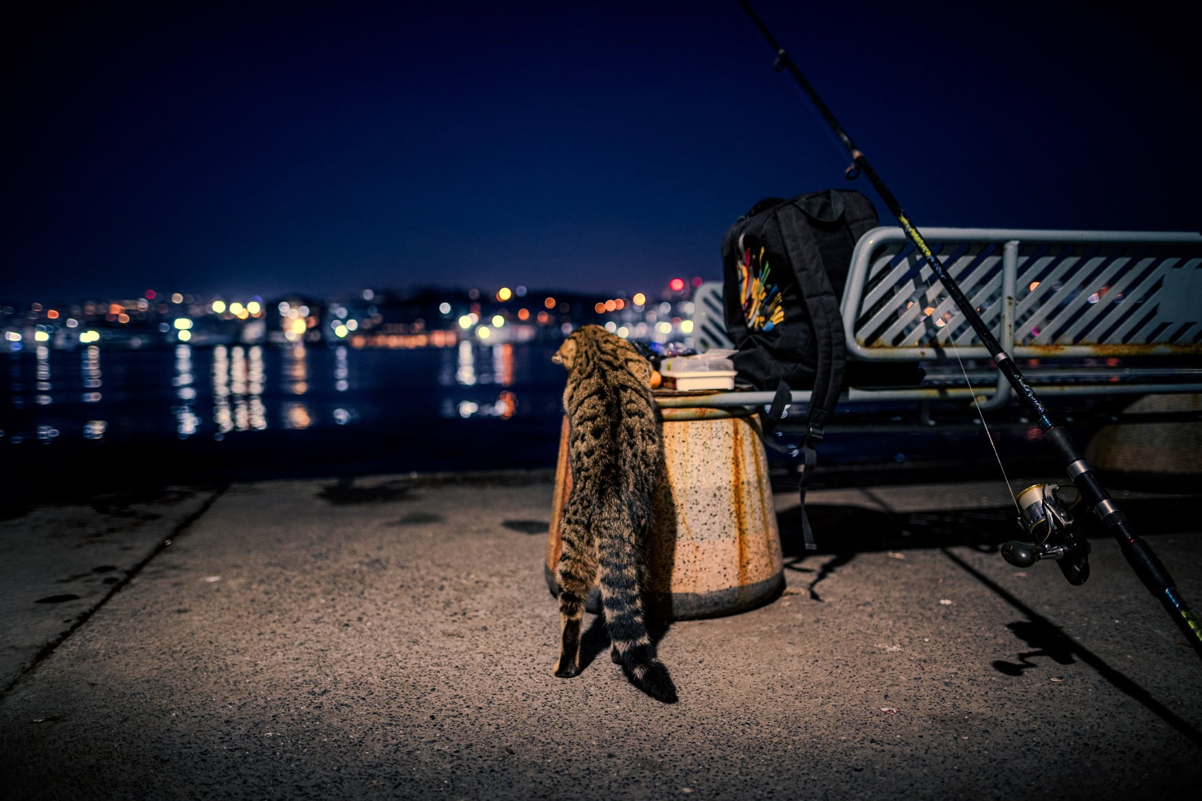 Fine Art Print einer nächtlichen Szene mit Katze am Wasser in Istanbul – hochwertiger Kunstdruck mit einzigartigem Bokeh-Licht.