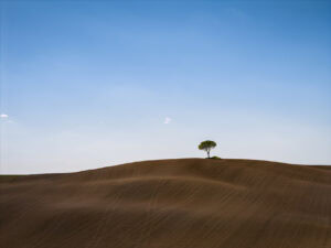 Fine-Art-Print minimalistischer einsamer Baum in der Hügellandschaft von Siena, Toskana, erhältlich als hochwertiger Kunstdruck.
