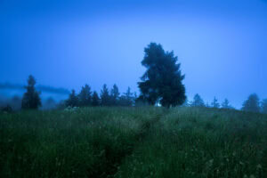 Oberbozen, Südtirol – einsamer Baum auf Blumenwiese im Nebel, Blaue Stunde, ruhige Landschaft.