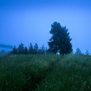 Oberbozen, Südtirol – einsamer Baum auf Blumenwiese im Nebel, Blaue Stunde, ruhige Landschaft.