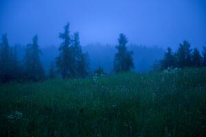 Südtirol, Oberbozen – Blumenwiese mit Nebel vor Baumlinie, Blaue Stunde, ruhige Landschaft.