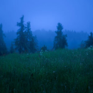 Südtirol, Oberbozen – Blumenwiese mit Nebel vor Baumlinie, Blaue Stunde, ruhige Landschaft.