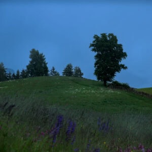 Südtirol – Blumenwiese am Hang mit Einzelbaum und Holzzaun in der Blauen Stunde, ruhige Landschaft.
