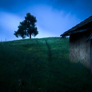 Südtirol – Einzelbaum auf Hügel, Pfad über nasse Wiese, Hütte rechts, Blaue Stunde.