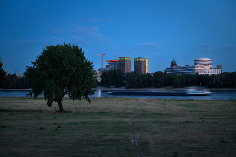 Einzelner Baum auf den Rheinwiesen mit Blick auf Düsseldorfer Skyline in der blauen Stunde