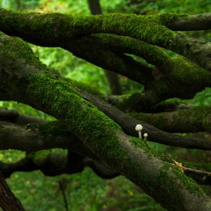 Moosbewachsene Baumäste mit kleinen weißen Pilzen in dichter Waldlandschaft