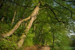 Frühlingswald im Morper Bachtal bei Düsseldorf mit gebogenem Baum an einem Weg