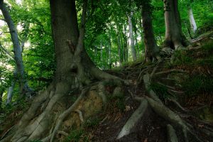 Mächtige Baumstämme mit freiliegenden Wurzeln in einem grünen Wald bei Düsseldorf
