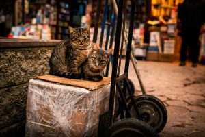 Zwei Straßenkatzen sitzen in Istanbul auf einem verpackten Karton vor einem Laden und blicken in die Kamera.