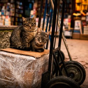 Zwei Straßenkatzen sitzen in Istanbul auf einem verpackten Karton vor einem Laden und blicken in die Kamera.