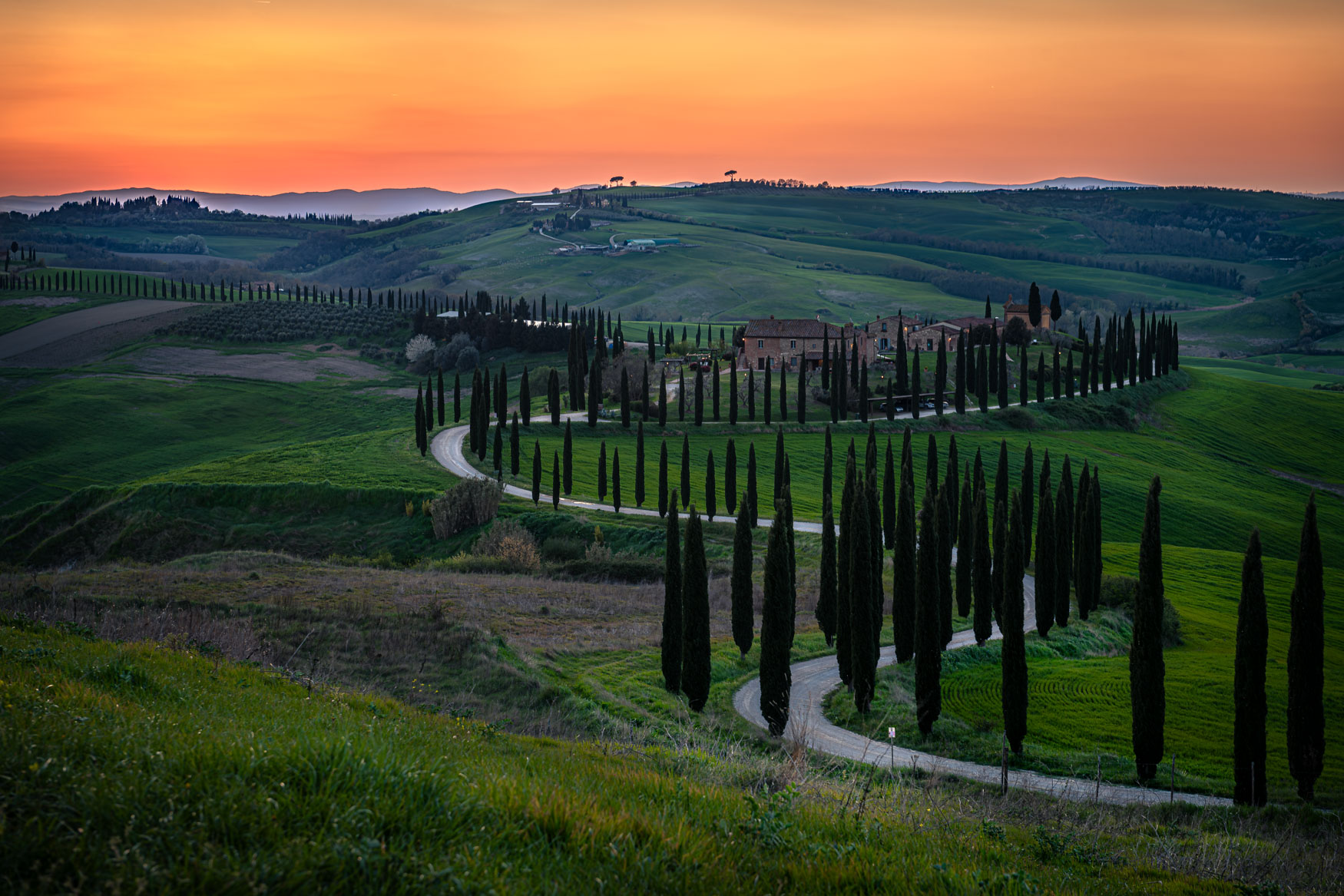 Geschwungene Zypressenallee in der Val d’Orcia bei Baccoleno vor sanften grünen Hügeln im Sonnenuntergang