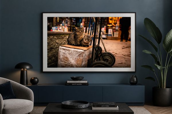 Fotografie zweier getigerter Katzen auf Karton und Sackkarre in warmer Straßenszene, als gerahmtes Wandbild in modernem Wohnzimmer