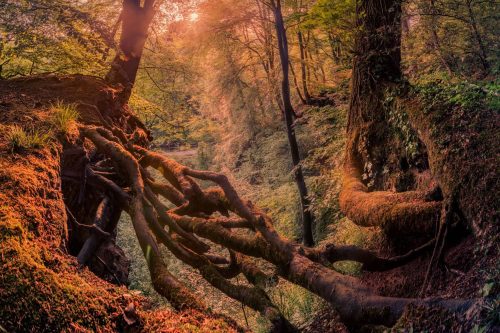 Fine-Art-Print Sonnenaufgang im Neandertal, Mettmann, mit magischer Lichtstimmung, erhältlich als hochwertiger Kunstdruck.