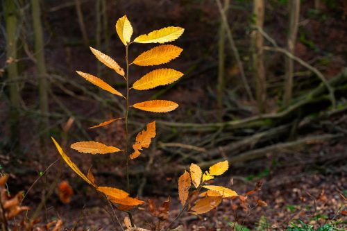 Jungbaum mit orangegelben Herbstblättern im Wald bei Düsseldorf
