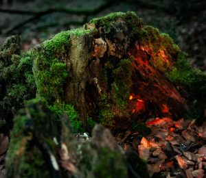 Moosbedeckter Baumstumpf im Wald bei Erkrath mit warmem orangefarbenem Licht zwischen Laub