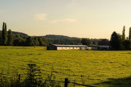 Grüne Wiese mit langem Stallgebäude im warmen Abendlicht nahe Düsseldorf