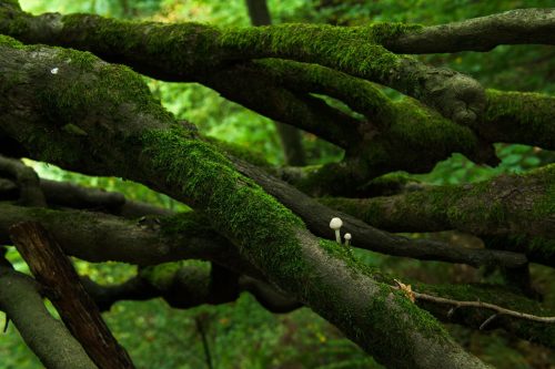 Moosbewachsene Baumäste mit kleinen weißen Pilzen in dichter Waldlandschaft